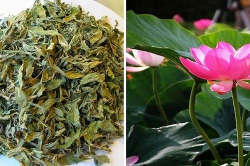 Lá sen, vị thuốc quý trong mùa hè