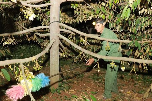Trắng đêm thụ phấn cho sầu riêng