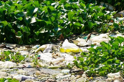 Sông Kim Bồng ở Nha Trang ô nhiễm nặng
