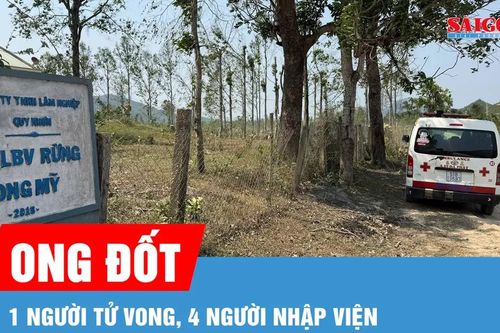 Gia Lai: Ong đốt 1 người tử vong, 4 người nhập viện