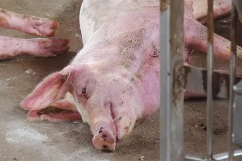 Virus lở mồm long móng SAT-1 rất nguy hiểm