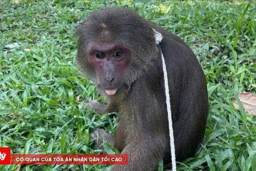 Tiếp nhận cá thể khỉ mặt đỏ quý hiếm đi lạc vào chùa ở Huế