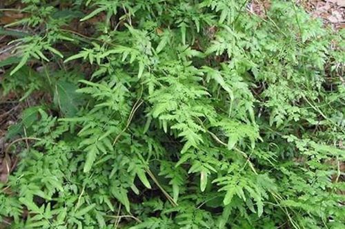 Loại cây mọc hoang hỗ trợ tiêu tan sỏi thận