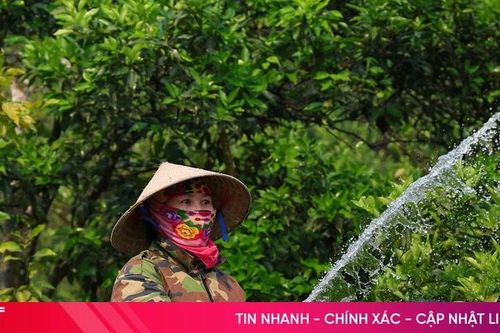 'Kích hoạt' các giải pháp chống hạn cho cây ăn quả