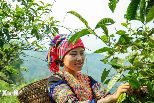 Chè Shan Tuyết Suối Giàng - hương vị tinh khiết từ núi rừng Lào Cai