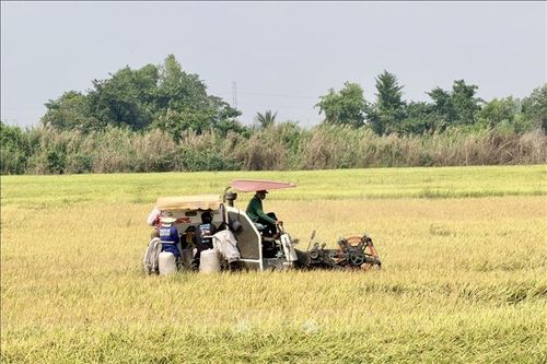 An Giang mở rộng diện tích canh tác lúa chất lượng cao vụ Hè Thu
