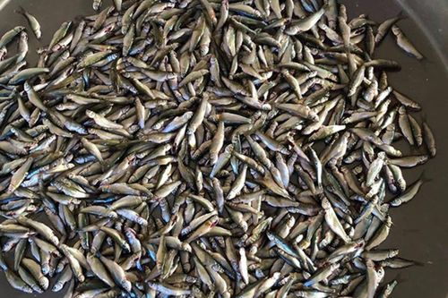 Loại cá chỉ có ở miền Tây, thịt ngọt lịm, dân sành ăn luôn săn tìm mỗi mùa nước nổi
