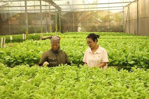 'Gieo' giấc mơ xanh từ nông nghiệp
