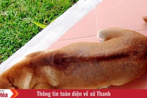 Tôi là Tiểu Bạch và đây là chuyện của lũ mèo chúng tôi: Câu chuyện cuối – Những ngày tháng tuyệt vời!