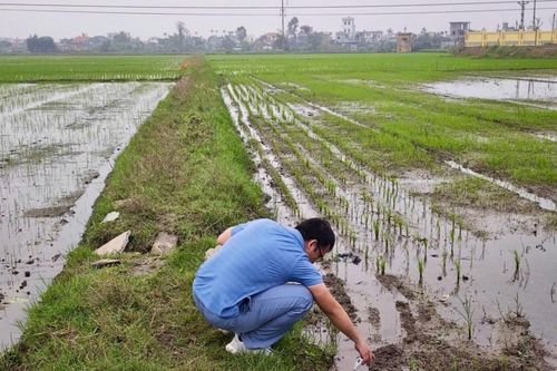 Chống xâm nhập mặn tại khu vực ven biển đồng bằng sông Hồng