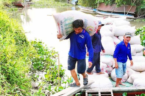 Nhọc nhằn vác lúa mướn
