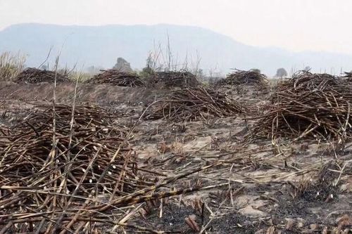 Gia Lai: Cháy gần 50 ha mía do nắng nóng