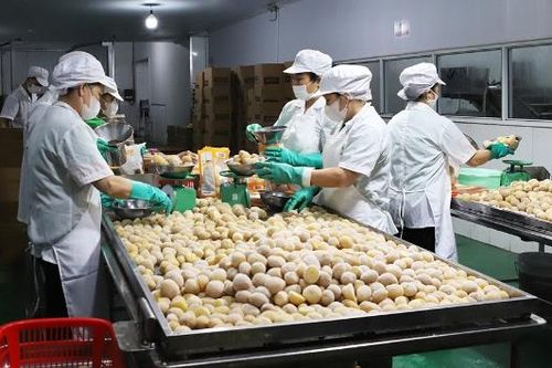 Bắc Ninh: Thực hiện cấp, quản lý mã số vùng trồng, mã số cơ sở đóng gói sản phẩm nông sản
