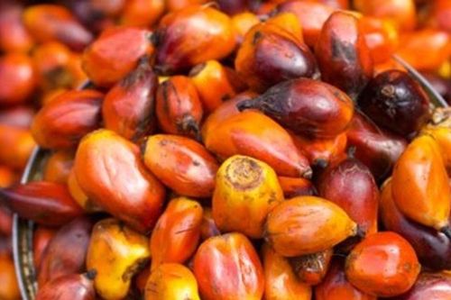 Tồn kho dầu cọ Malaysia dự báo giảm xuống 2,18 triệu tấn trong tháng 3/2026