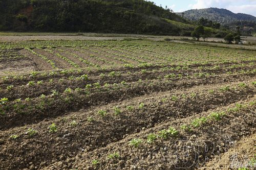 Chuyển đổi đất lúa thích ứng với biến đổi khí hậu