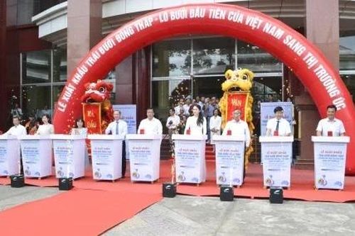 Không chỉ ở trái bưởi