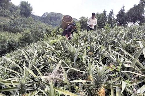 Bát Xát nâng cao giá trị cây dứa bằng đổi mới kỹ thuật