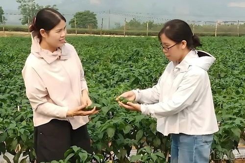Trồng ớt xanh - hướng đi mới của nông dân Văn Chấn