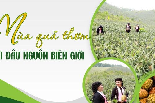 Mùa quả thơm nơi đầu nguồn biên giới