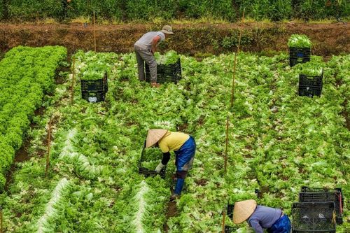 Gam màu sáng từ 'trụ đỡ' nông nghiệp