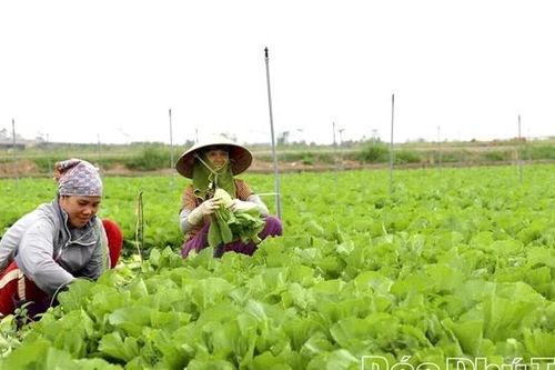 Hỗ trợ sản xuất rau, quả an toàn theo quy trình VietGAP