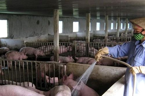 Phát triển chăn nuôi gắn với bảo vệ môi trường