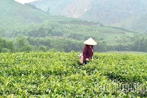 Phú Thọ có 25 chuỗi liên kết sản xuất và tiêu thụ các sản phẩm chè