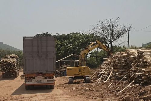 Cần siết chặt quản lý các điểm thu mua gỗ rừng trồng