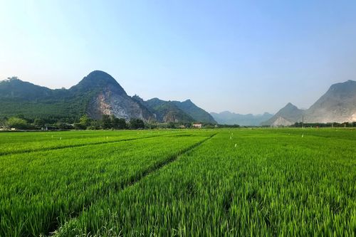 'Ấm cái bụng' nhờ trồng lúa nước