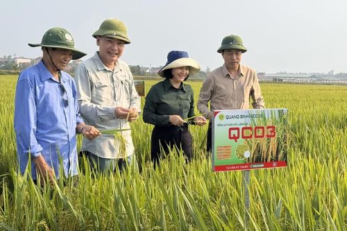 Kiểm tra tình hình sản xuất giống lúa mới tại các địa phương