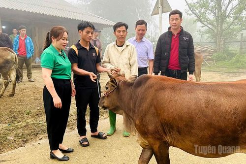 Hiệu quả từ mô hình nuôi bò trả bê