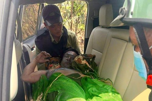 Gia Lai: Ong tấn công tổ tuần tra rừng, một nhân viên tử vong