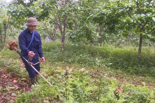 Biến đồi cằn thành mô hình VAC thu nhập hàng trăm triệu đồng