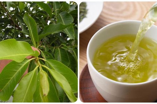 Những ai không nên uống nước lá vối tươi?