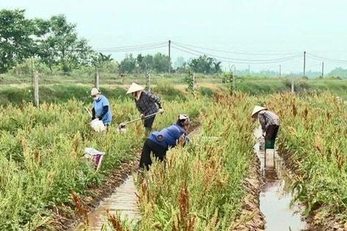 Hội Nông dân xã Phúc Thọ thúc đẩy sản xuất, hỗ trợ hội viên