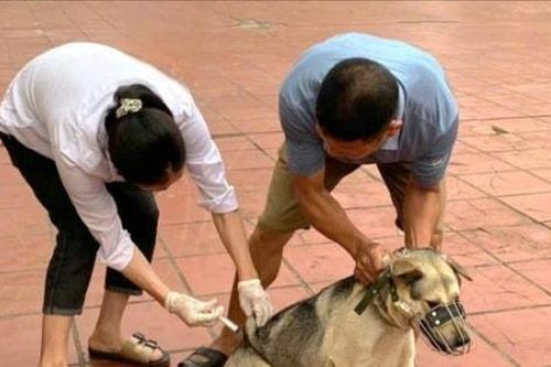 Kiểm tra công tác tiêm phòng dại chó, mèo tại xã Thư Lâm