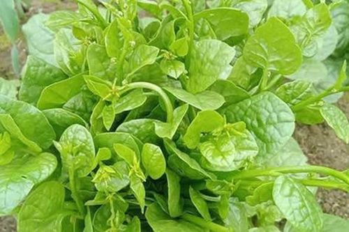 Giải nhiệt, nhuận tràng với rau mồng tơi