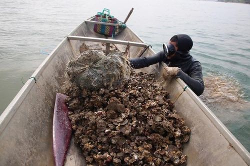 Nghề 'săn' đặc sản dưới đáy sông Nhật Lệ