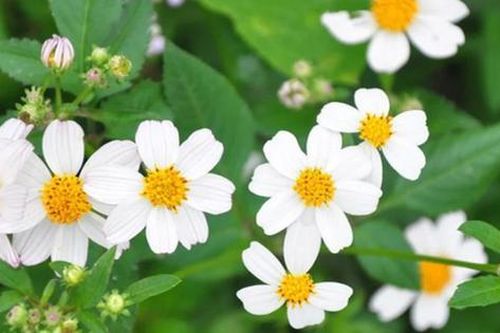 Tác dụng bất ngờ của loài hoa mọc dại ven đường
