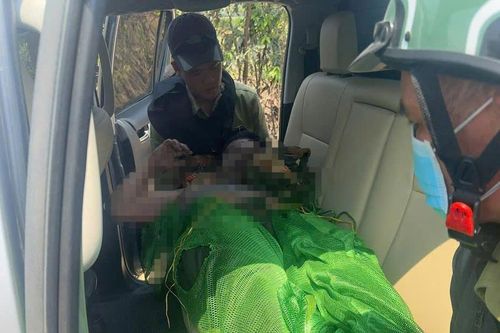5 người bị ong đốt thương vong
