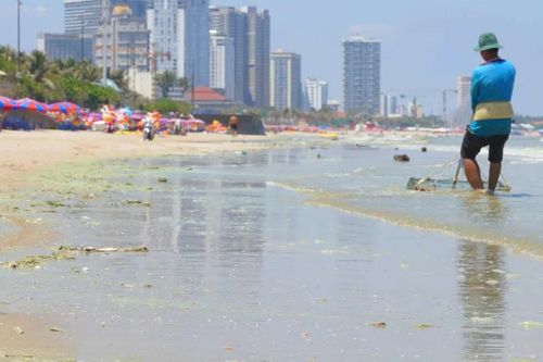 Tảo lam khiến nước biển khu vực Bãi Sau đổi màu