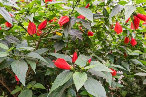 Bí mật thú vị loài hoa trồng làm hàng rào quen thuộc ở Việt Nam