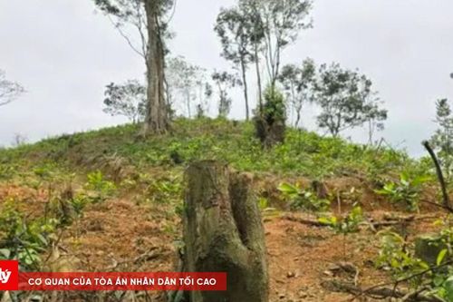 Hủy hoại rừng phòng hộ, hai anh em bị phạt gần 150 triệu đồng