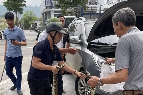Lào Cai: Chủ xe Hyundai Tucson kinh hãi phát hiện trăn khổng lồ trong khoang máy