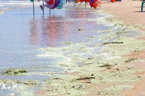 Nguyên nhân nước biển bãi Sau ở Vũng Tàu chuyển màu xanh, đỏ