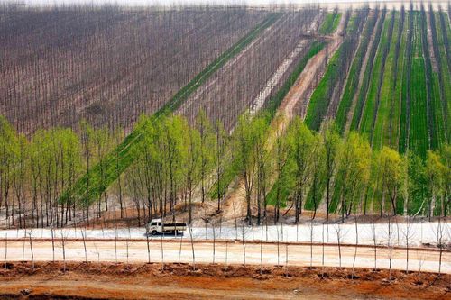 Vạn Lý Trường Thành Xanh của Trung Quốc được vinh danh trên Nature