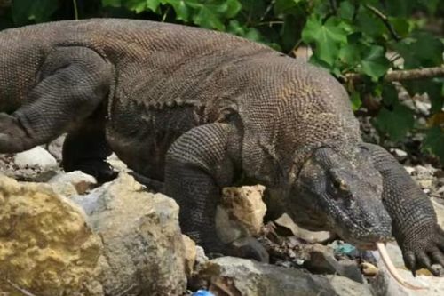 Indonesia triệt phá đường dây buôn lậu rồng Komodo quý hiếm