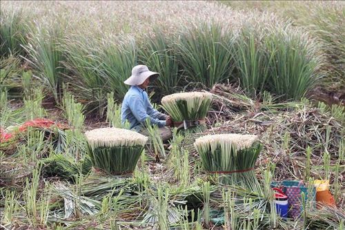 Phát triển vùng chuyên canh cây sả ở các xã cù lao