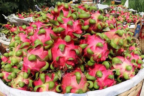 Giá thanh long nghịch vụ cao gấp 3 lần so với tháng trước