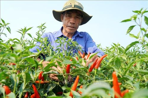 Giá ớt 'lao dốc' khiến nông dân Quảng Ngãi đối mặt thua lỗ